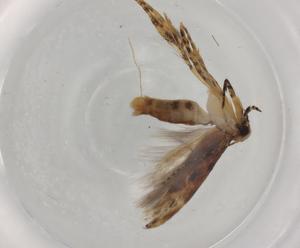  (gelMalaise01 Malaise4221 - BIOUG77093-A11)  @11 [ ] CreativeCommons - Attribution (2022) Centre for Biodiversity Genomics Centre for Biodiversity Genomics