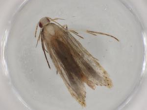  ( - BIOUG77093-B03)  @11 [ ] CreativeCommons - Attribution (2022) Centre for Biodiversity Genomics Centre for Biodiversity Genomics