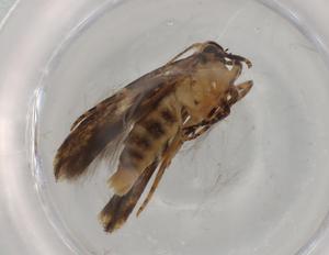  ( - BIOUG77093-C03)  @11 [ ] CreativeCommons - Attribution (2022) Centre for Biodiversity Genomics Centre for Biodiversity Genomics