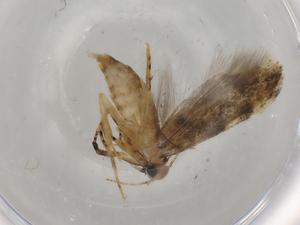  ( - BIOUG77093-D01)  @11 [ ] CreativeCommons - Attribution (2022) Centre for Biodiversity Genomics Centre for Biodiversity Genomics