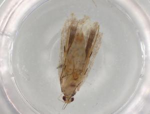  (gelMalaise01 Malaise8602 - BIOUG77093-D12)  @11 [ ] CreativeCommons - Attribution (2022) Centre for Biodiversity Genomics Centre for Biodiversity Genomics