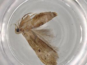  ( - BIOUG77093-H07)  @11 [ ] CreativeCommons - Attribution (2022) Centre for Biodiversity Genomics Centre for Biodiversity Genomics