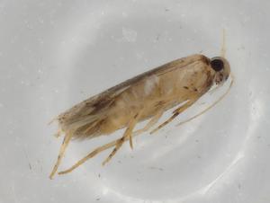  ( - BIOUG77107-E09)  @11 [ ] CreativeCommons - Attribution (2022) Centre for Biodiversity Genomics Centre for Biodiversity Genomics