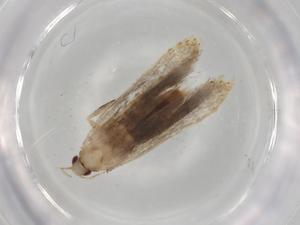  ( - BIOUG77107-G08)  @11 [ ] CreativeCommons - Attribution (2022) Centre for Biodiversity Genomics Centre for Biodiversity Genomics