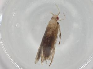  ( - BIOUG77112-E12)  @11 [ ] CreativeCommons - Attribution (2022) Centre for Biodiversity Genomics Centre for Biodiversity Genomics