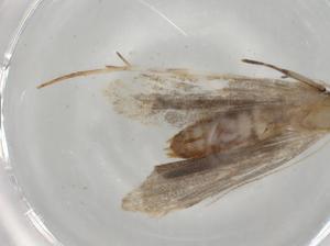  ( - BIOUG77112-F01)  @11 [ ] CreativeCommons - Attribution (2022) Centre for Biodiversity Genomics Centre for Biodiversity Genomics