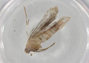  ( - BIOUG77112-F04)  @11 [ ] CreativeCommons - Attribution (2022) Centre for Biodiversity Genomics Centre for Biodiversity Genomics