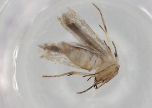  ( - BIOUG77112-F07)  @11 [ ] CreativeCommons - Attribution (2022) Centre for Biodiversity Genomics Centre for Biodiversity Genomics