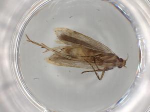  ( - BIOUG77114-H02)  @11 [ ] CreativeCommons - Attribution (2022) Centre for Biodiversity Genomics Centre for Biodiversity Genomics