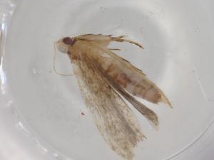  ( - BIOUG77159-A09)  @11 [ ] CreativeCommons - Attribution (2022) Centre for Biodiversity Genomics Centre for Biodiversity Genomics