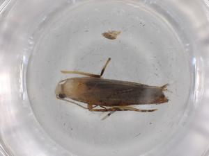  ( - BIOUG77159-B03)  @12 [ ] CreativeCommons - Attribution (2022) Centre for Biodiversity Genomics Centre for Biodiversity Genomics