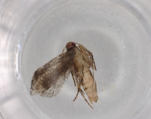  ( - BIOUG77159-B08)  @11 [ ] CreativeCommons - Attribution (2022) Centre for Biodiversity Genomics Centre for Biodiversity Genomics