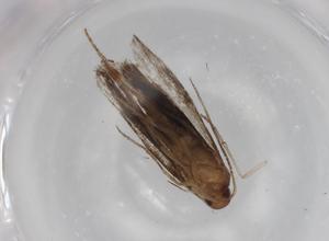  ( - BIOUG77159-D10)  @11 [ ] CreativeCommons - Attribution (2022) Centre for Biodiversity Genomics Centre for Biodiversity Genomics