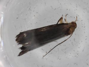  ( - BIOUG77159-E05)  @11 [ ] CreativeCommons - Attribution (2022) Centre for Biodiversity Genomics Centre for Biodiversity Genomics