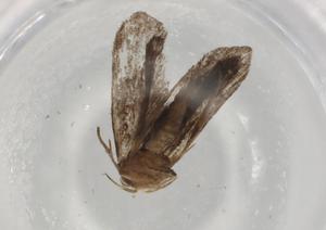  ( - BIOUG77161-E08)  @11 [ ] CreativeCommons - Attribution (2022) Centre for Biodiversity Genomics Centre for Biodiversity Genomics