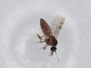  ( - BIOUG77164-D04)  @11 [ ] CreativeCommons - Attribution (2022) Centre for Biodiversity Genomics Centre for Biodiversity Genomics