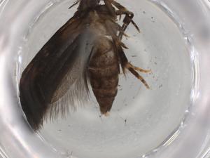  (gelJanzen01 Janzen8570 - BIOUG77167-B06)  @11 [ ] CreativeCommons - Attribution (2022) Centre for Biodiversity Genomics Centre for Biodiversity Genomics