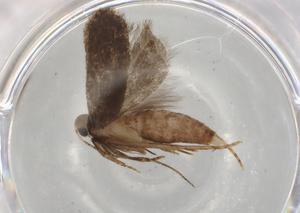  ( - BIOUG77167-C01)  @11 [ ] CreativeCommons - Attribution (2022) Centre for Biodiversity Genomics Centre for Biodiversity Genomics