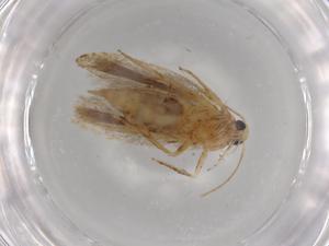  ( - BIOUG77178-D10)  @11 [ ] CreativeCommons - Attribution (2022) Centre for Biodiversity Genomics Centre for Biodiversity Genomics