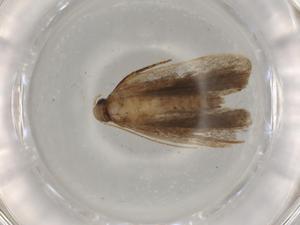  ( - BIOUG77179-B07)  @11 [ ] CreativeCommons - Attribution (2022) Centre for Biodiversity Genomics Centre for Biodiversity Genomics