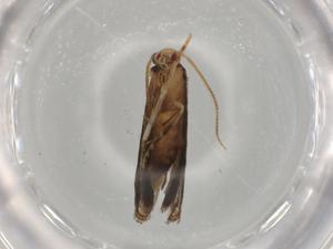  ( - BIOUG77179-F05)  @11 [ ] CreativeCommons - Attribution (2022) Centre for Biodiversity Genomics Centre for Biodiversity Genomics