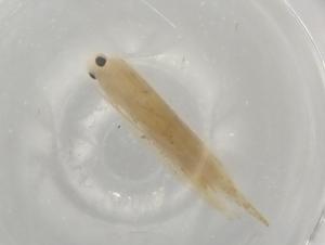  (gelMalaise01 Malaise0006 - BIOUG77179-G01)  @11 [ ] CreativeCommons - Attribution (2022) Centre for Biodiversity Genomics Centre for Biodiversity Genomics