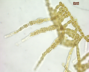  ( - FG33_ECTOCR)  @11 [ ] Creative Commons BY NC SA (2023) University of Bergen Natural History Collections