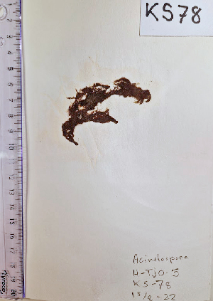  ( - KS78_ECTOCR)  @11 [ ] Creative Commons BY NC SA (2023) University of Bergen Natural History Collections