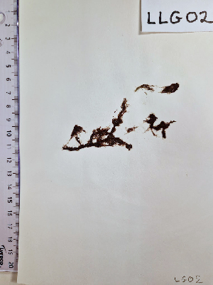  ( - LLG02_ECTOCR)  @11 [ ] Creative Commons BY NC SA (2023) University of Bergen Natural History Collections