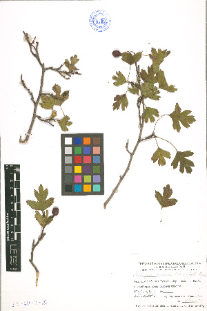  (Crataegus pseudoheterophylla - LE-GU-11-20)  @11 [ ] CreativeCommons - Attribution Non-Commercial No Derivatives (2012) Roman Ufimov Komarov Botanical Institute, RAS