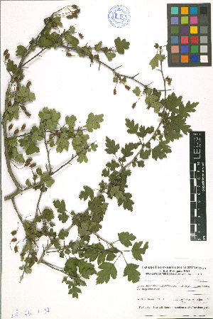  (Crataegus microphylla - LE-GU-11-37)  @11 [ ] CreativeCommons - Attribution Non-Commercial No Derivatives (2012) Roman Ufimov Komarov Botanical Institute, RAS