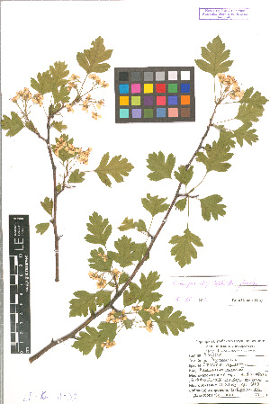  (Crataegus rhipidophylla - LE-Ku-11-39)  @11 [ ] CreativeCommons - Attribution Non-Commercial No Derivatives (2012) Roman Ufimov Komarov Botanical Institute, RAS
