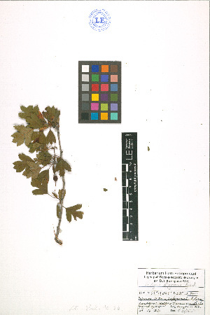  (Crataegus ambigua - LE-Shel-10-21)  @11 [ ] CreativeCommons - Attribution Non-Commercial No Derivatives (2012) Roman Ufimov Komarov Botanical Institute, RAS