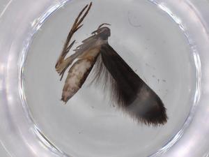  ( - BIOUG77316-C06)  @11 [ ] CreativeCommons - Attribution (2022) Centre for Biodiversity Genomics Centre for Biodiversity Genomics