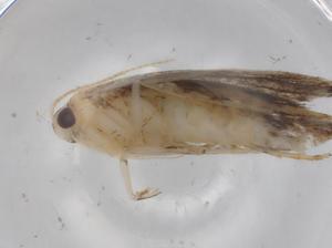  ( - BIOUG77316-C09)  @11 [ ] CreativeCommons - Attribution (2022) Centre for Biodiversity Genomics Centre for Biodiversity Genomics