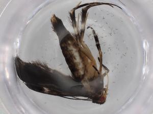  ( - BIOUG77321-D03)  @11 [ ] CreativeCommons - Attribution (2022) Centre for Biodiversity Genomics Centre for Biodiversity Genomics