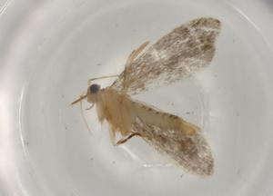  ( - BIOUG77329-B03)  @11 [ ] CreativeCommons - Attribution (2022) Centre for Biodiversity Genomics Centre for Biodiversity Genomics