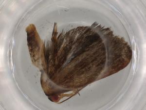  (gelMalaise01 Malaise0894 - BIOUG77343-F03)  @11 [ ] CreativeCommons - Attribution (2022) Centre for Biodiversity Genomics Centre for Biodiversity Genomics