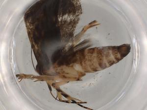  (gelJanzen01 Janzen8841 - BIOUG77343-F06)  @11 [ ] CreativeCommons - Attribution (2022) Centre for Biodiversity Genomics Centre for Biodiversity Genomics