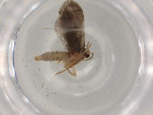  ( - BIOUG77343-G09)  @11 [ ] CreativeCommons - Attribution (2022) Centre for Biodiversity Genomics Centre for Biodiversity Genomics