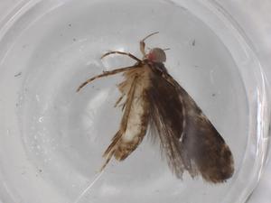  ( - BIOUG77353-F11)  @11 [ ] CreativeCommons - Attribution (2022) Centre for Biodiversity Genomics Centre for Biodiversity Genomics