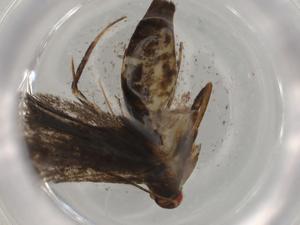  ( - BIOUG77420-G03)  @11 [ ] CreativeCommons - Attribution (2022) Centre for Biodiversity Genomics Centre for Biodiversity Genomics