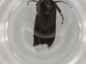  ( - BIOUG77420-G07)  @11 [ ] CreativeCommons - Attribution (2022) Centre for Biodiversity Genomics Centre for Biodiversity Genomics