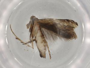  ( - BIOUG77420-G11)  @11 [ ] CreativeCommons - Attribution (2022) Centre for Biodiversity Genomics Centre for Biodiversity Genomics