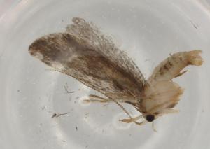  ( - BIOUG77452-F06)  @11 [ ] CreativeCommons - Attribution (2022) Centre for Biodiversity Genomics Centre for Biodiversity Genomics