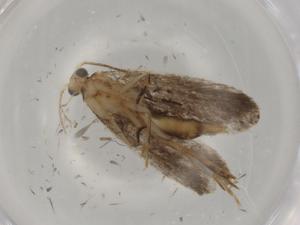  ( - BIOUG77475-D07)  @11 [ ] CreativeCommons - Attribution (2022) Centre for Biodiversity Genomics Centre for Biodiversity Genomics