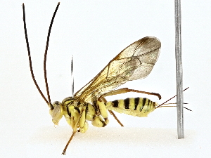  ( - BIOUG80142-E05)  @11 [ ] CreativeCommons - Attribution (2022) CBG Photography Group Centre for Biodiversity Genomics