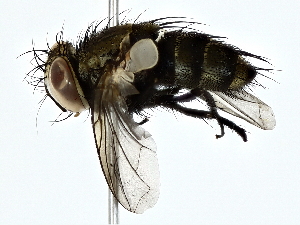  ( - BIOUG80147-D05)  @11 [ ] CreativeCommons - Attribution (2022) CBG Photography Group Centre for Biodiversity Genomics