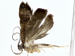  ( - BIOUG80152-C05)  @11 [ ] CreativeCommons - Attribution (2022) CBG Photography Group Centre for Biodiversity Genomics