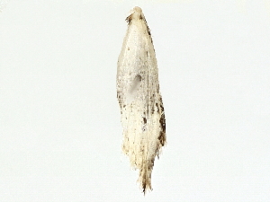  (Sigela BioLep9789 - BIOUG80155-B03)  @11 [ ] CreativeCommons - Attribution (2022) CBG Photography Group Centre for Biodiversity Genomics